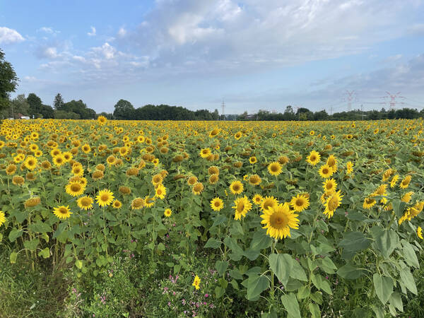 Sunflower fields with signs warning of cameras we couldn’t see – maybe they were hidden in some of the flowers