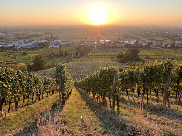 Also, I get to do a shake-out run through some nice Heidelberg vineyards