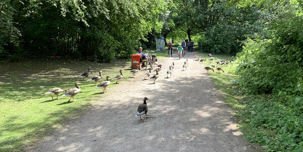 Some geese in the way