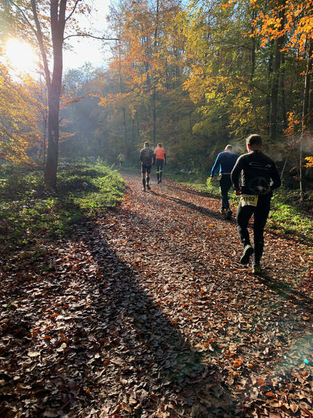 Cold but sunny Steinfurt forest
