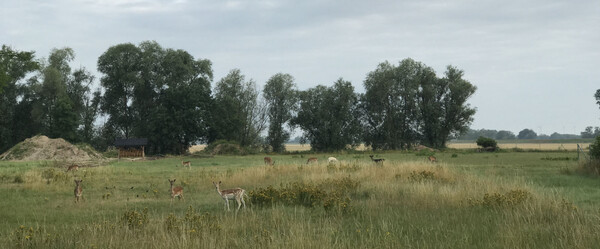 Deer were on the fields