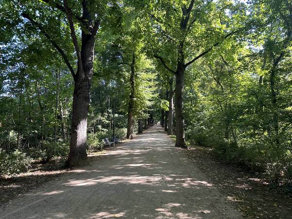 Even on this long straight alley I was the only one – making me wonder