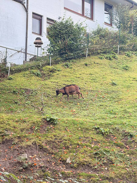 Ever found a real life goat just hanging out on a seemingly empty plot?