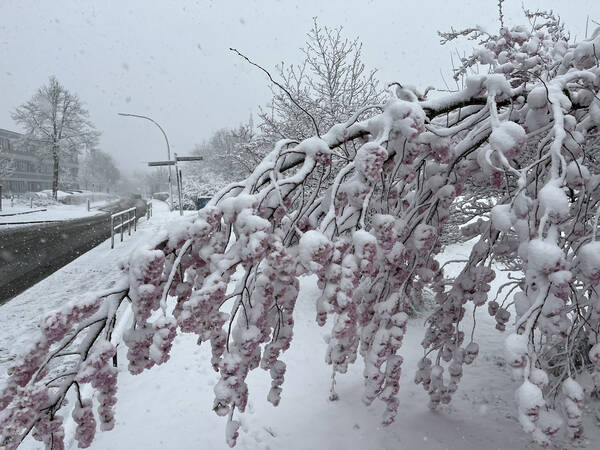 Four weeks before the Hamburg Marathon, snow surprised the spring time cherry blossoms