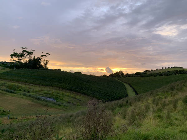 Hilly enough to provide us with views of vineyards like these