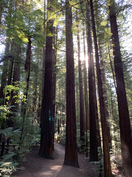 Some of New Zealand’s Redwoods. Huge old trees, just beautiful.