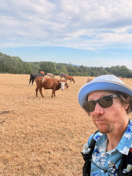 Disturbing the cows