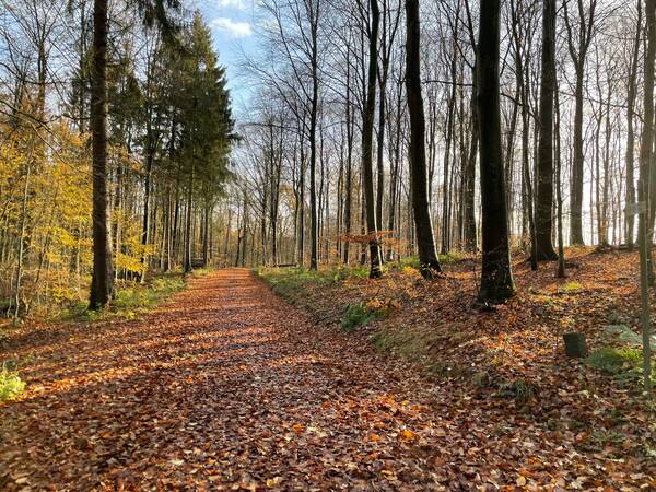 Fallen leaves on the ground