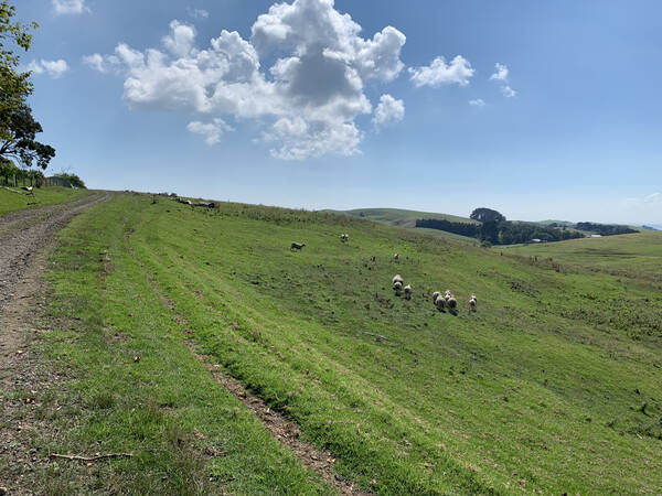 That’s the first sheep I see during an NZ marathon, I think!