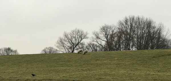 Sheep on a dike