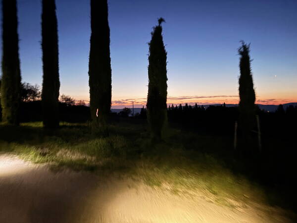The typical cypress trees