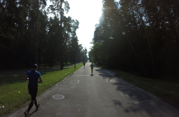 Empty forrest roads